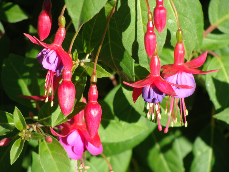 Fuchsia Flowers on Bush — Red