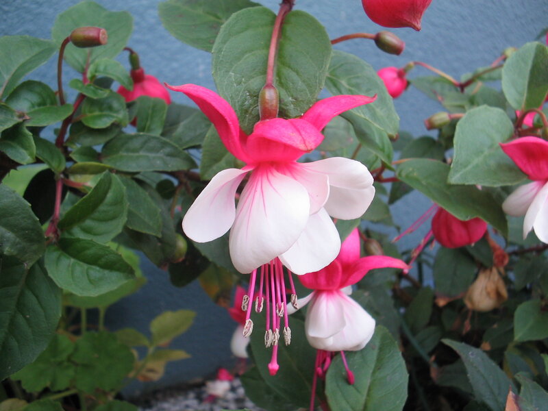 Fuchsia Flowers on Bush