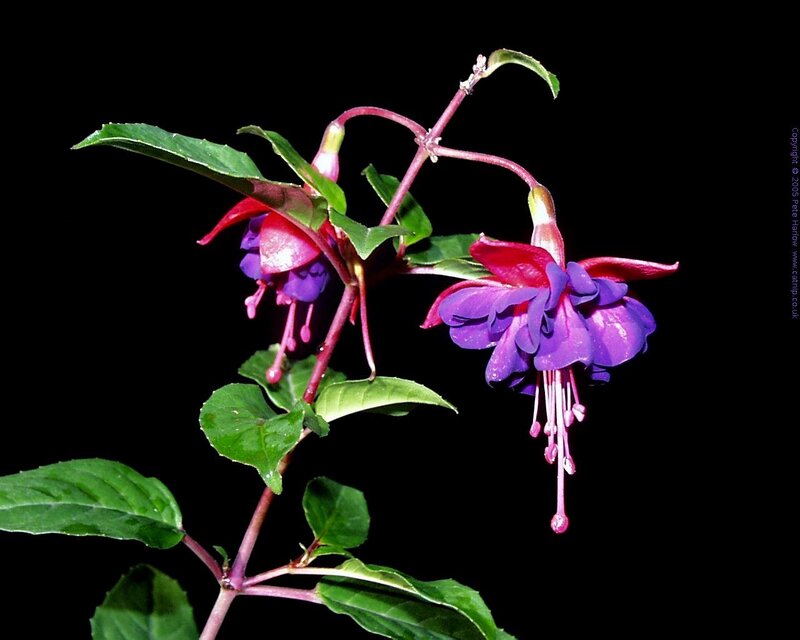 Fuchsia Flowers on Stem