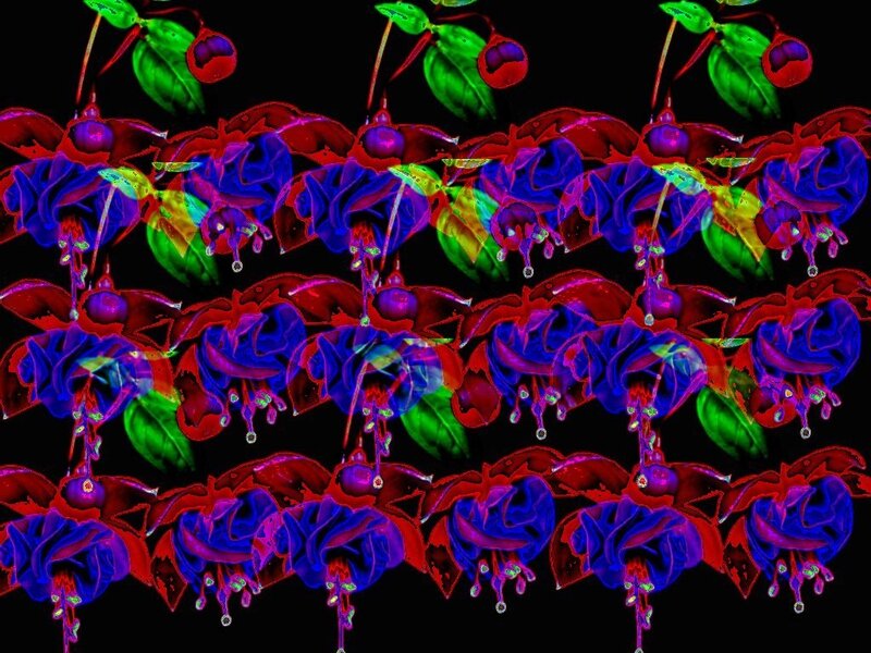 Fuchsia Flowers Pattern