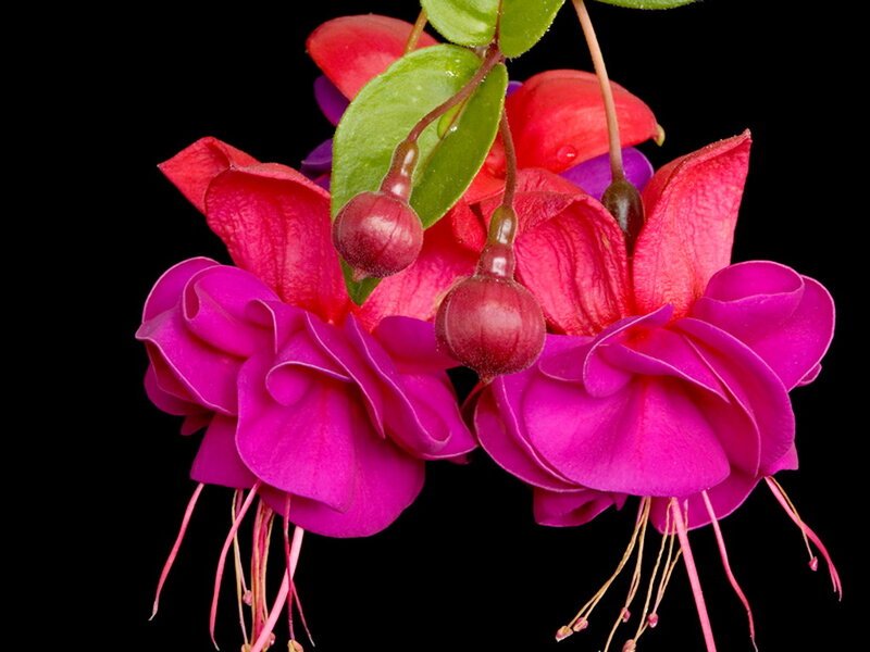 Fuchsia Flowers — Pink