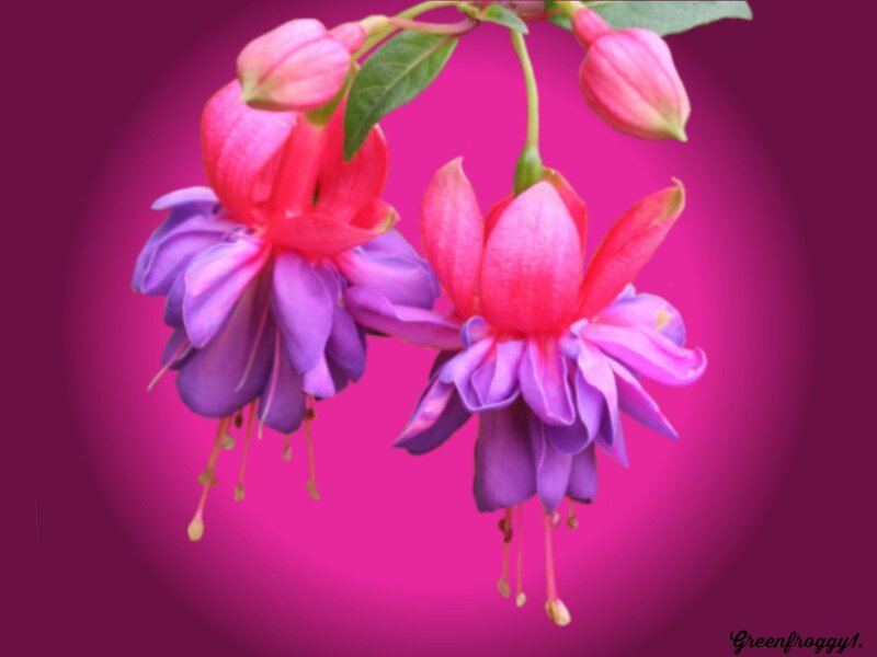 Fuchsia Flowers — Pink, Vibrant