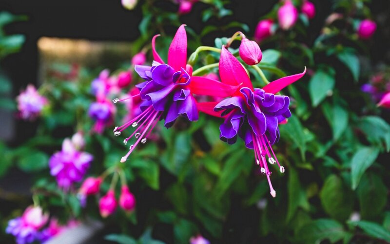 Fuchsia Flowers — Purple, Calm