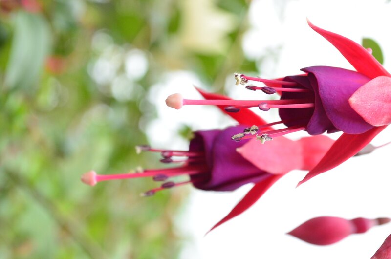 Fuchsia Flowers — Purple, Serene