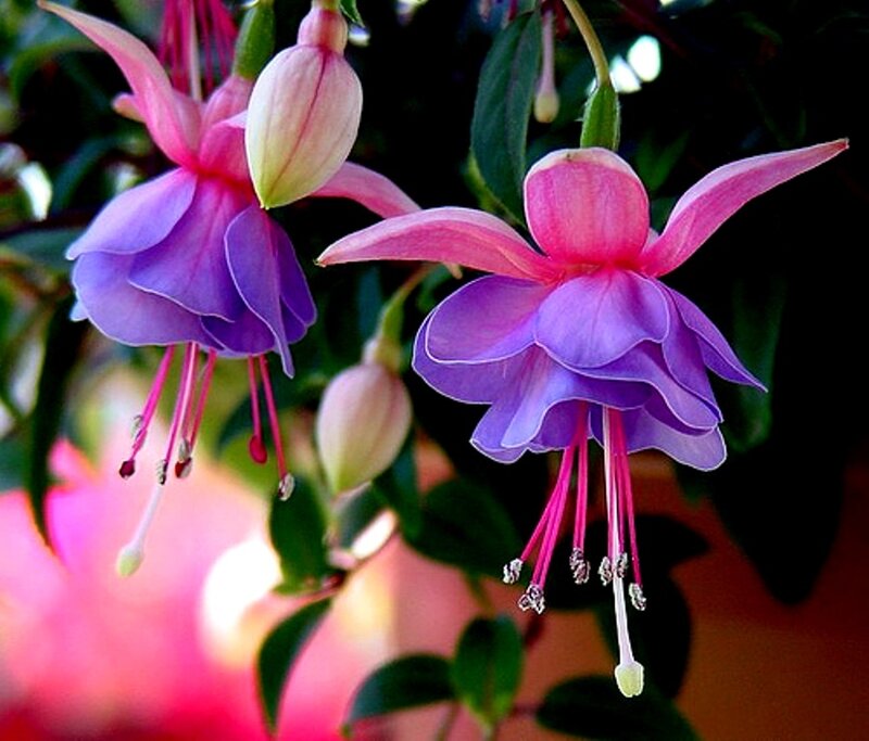 Fuchsia Flowers — Purple