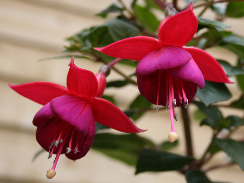 Fuchsia Flowers — Red, Calm, Photograph, Leaves