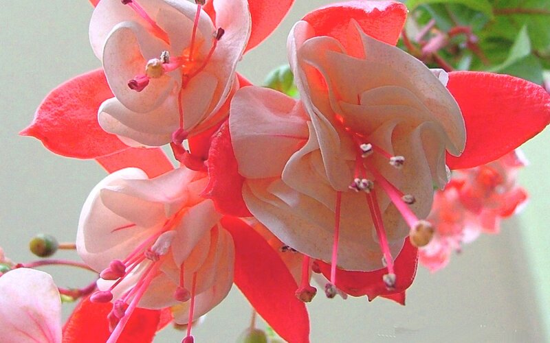 Fuchsia Flowers — Red, Calm, Photograph