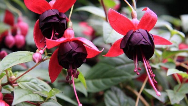 Fuchsia Flowers — Red, Natural