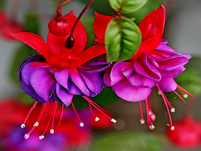 Fuchsia Flowers — Red