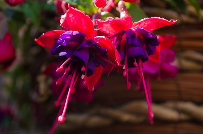 Fuchsia Flowers — Red, Vibrant