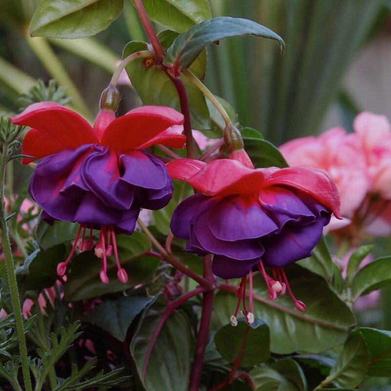 Fuchsia Flowers