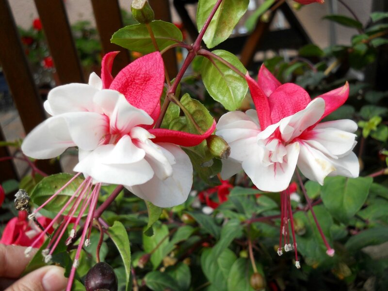 Fuchsia Flowers — White