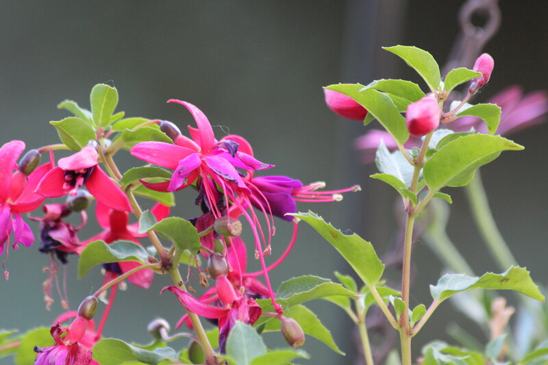 Fuchsia Flowers with Buds