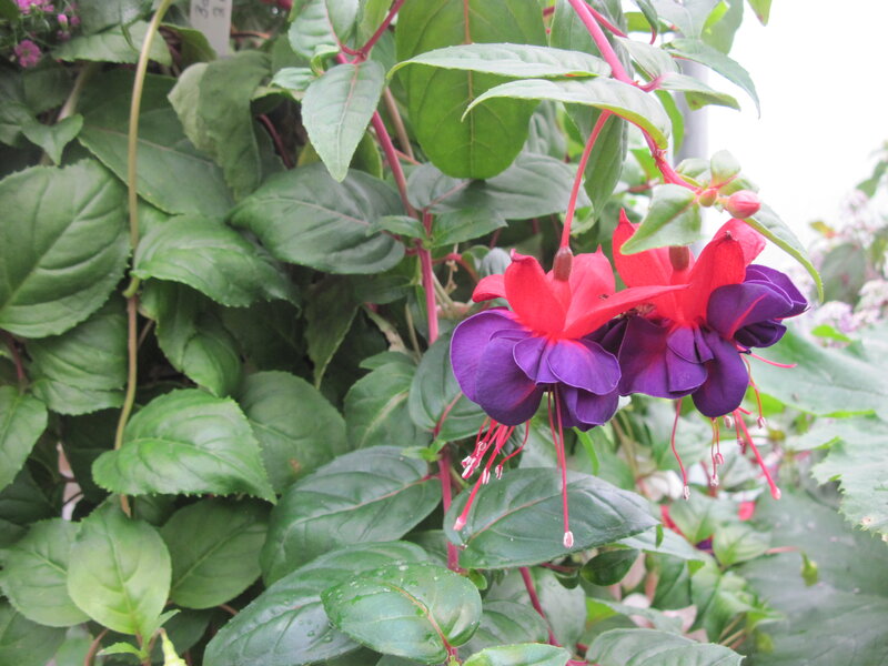 Fuchsia Flowers with Green Leaves — Purple
