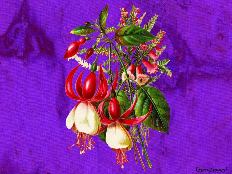 Fuchsia Flowers with Green Leaves — Purple, Vibrant