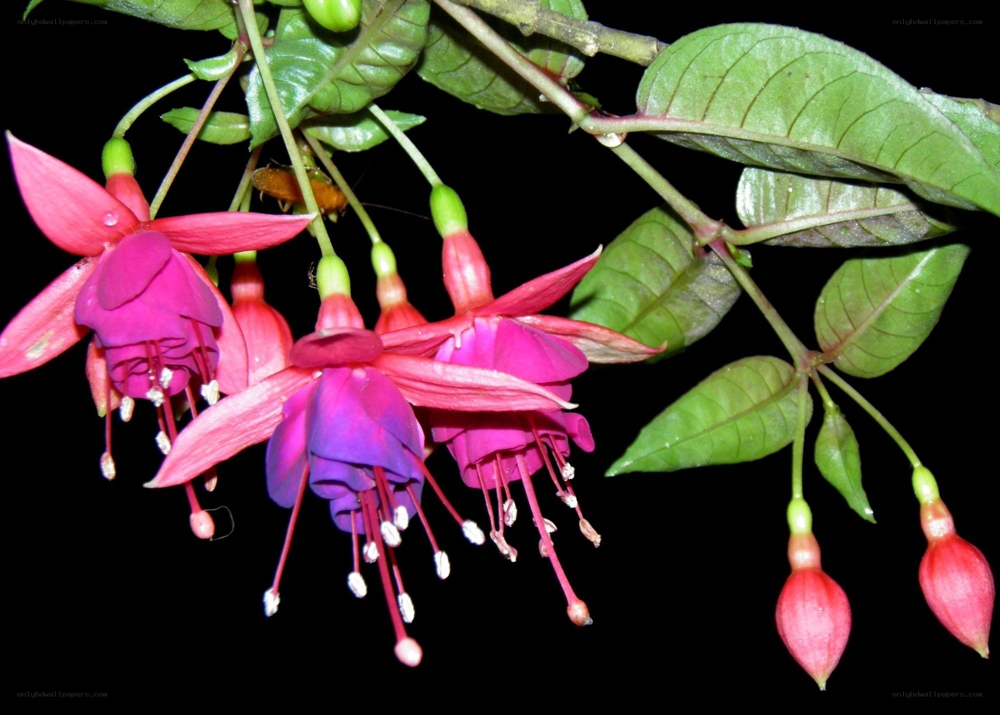 Fuchsia flowers with green leaves