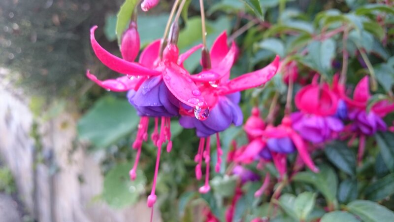Fuchsia Flowers with Water Droplets — Pink