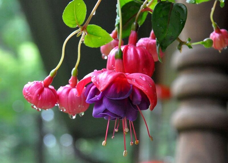Fuchsia Flowers with Water Droplets — Purple