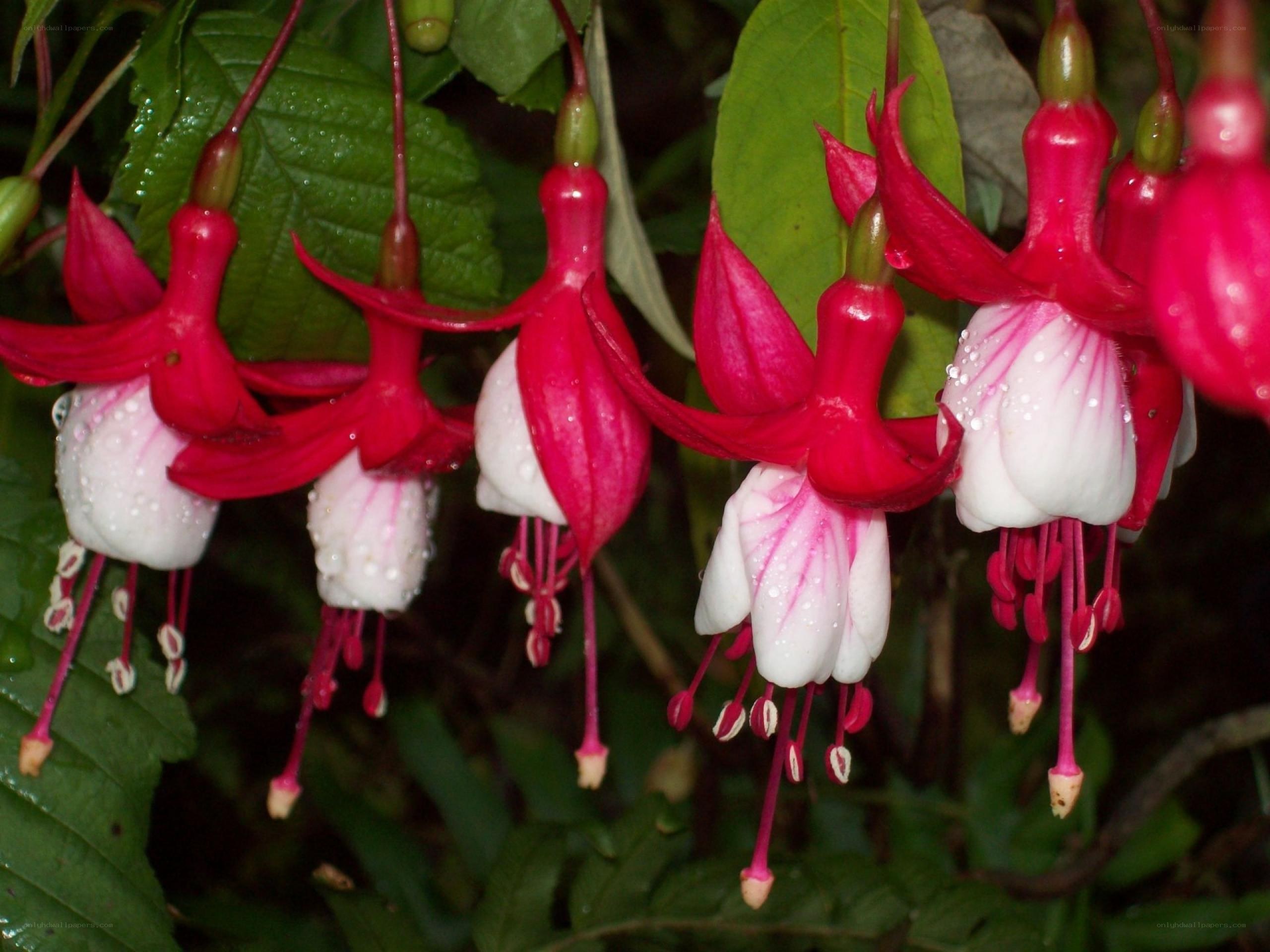 fuchsia flowers with water droplets