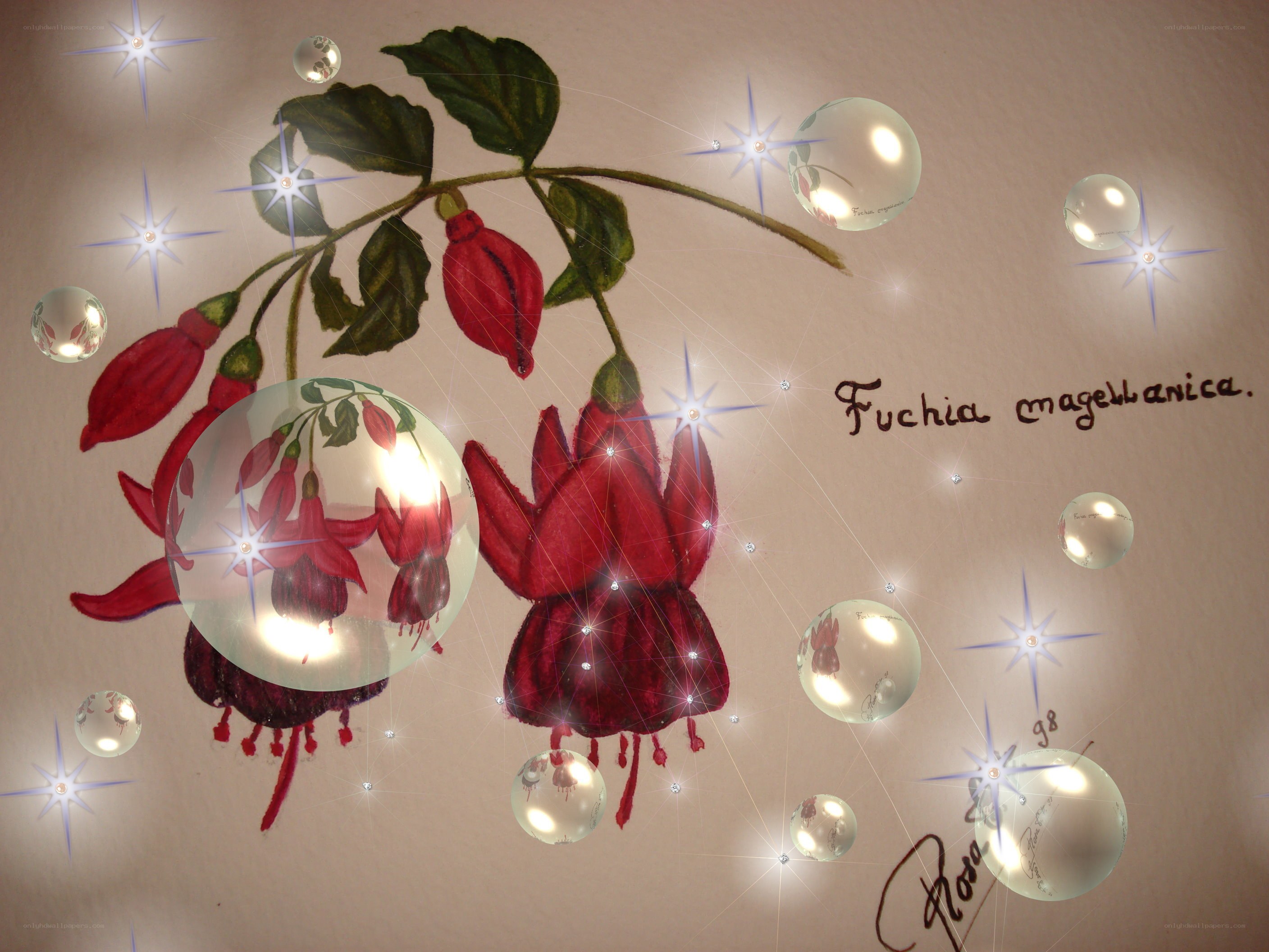 Fuchsia magellanica illustration
