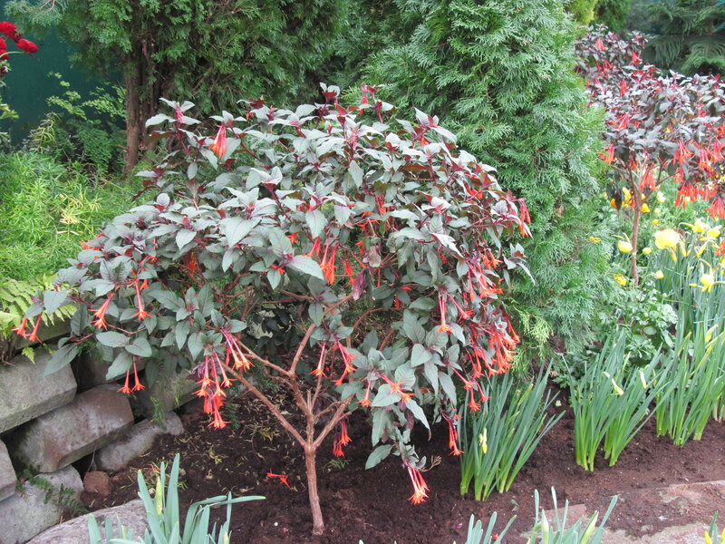 Fuchsia Plant in Garden — Green