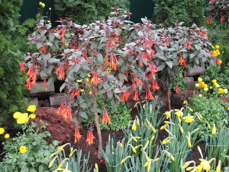 Fuchsia Plant in Garden — Red