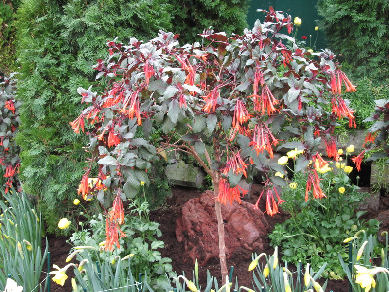 Fuchsia Plant in Garden