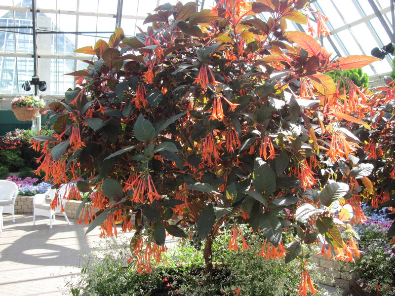 Fuchsia Plant in Greenhouse