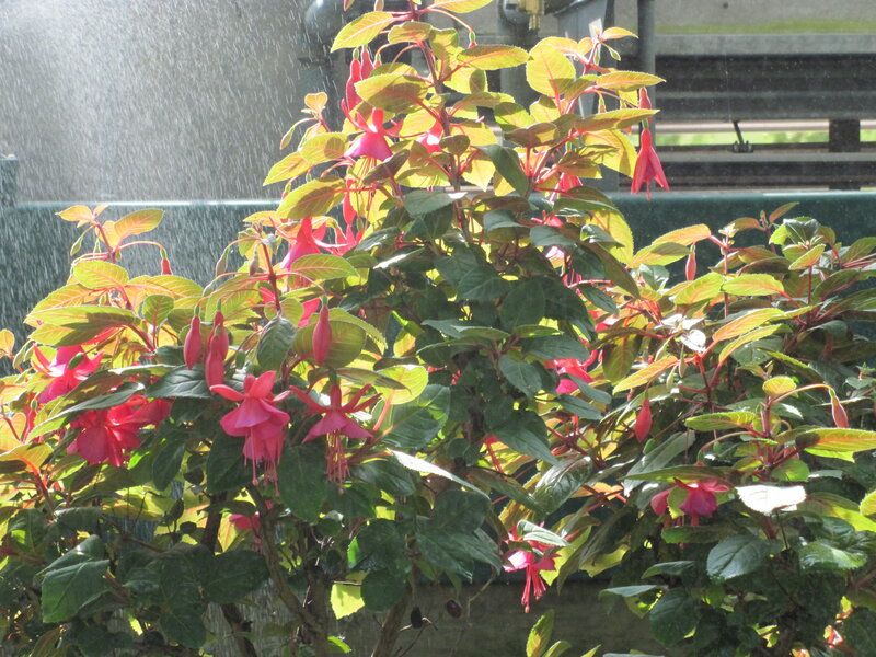Fuchsia Plant in Rain