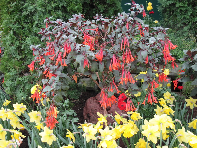 Fuchsia Plant with Daffodils