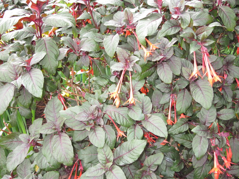 Fuchsia Plant with Flowers — Green