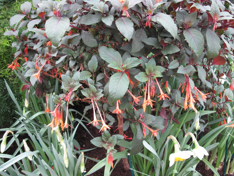 Fuchsia Plant with Flowers — Purple