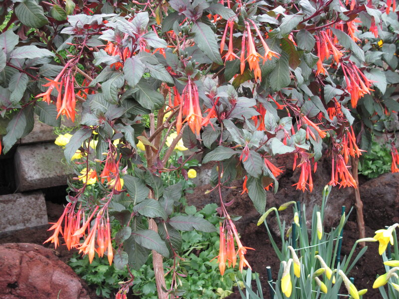 Fuchsia Plant with Flowers — Red
