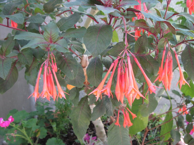 Fuchsia Plant with Flowers