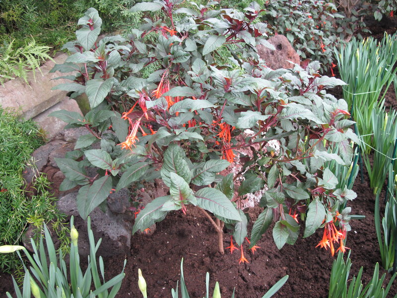 Fuchsia Plant with Orange Flowers — Green, Natural