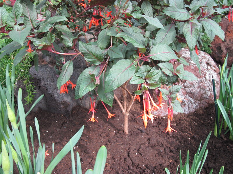 Fuchsia Plant with Orange Flowers — Green