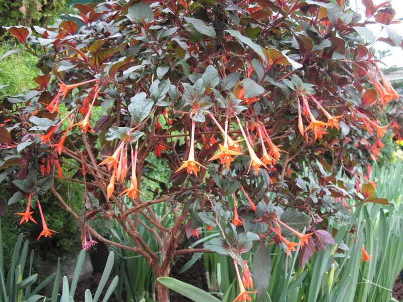 Fuchsia Plant with Orange Flowers — Natural