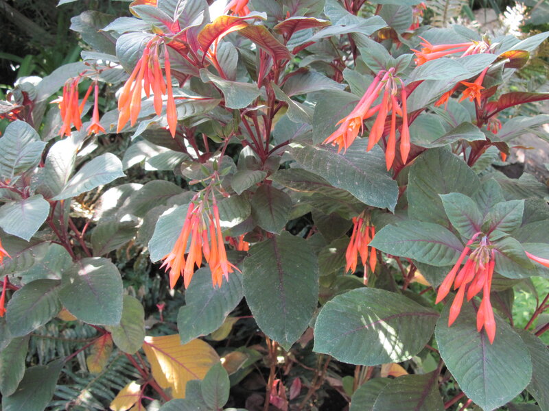 Fuchsia Plant with Orange Flowers