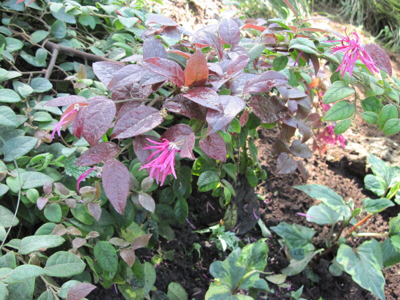 Fuchsia Plant with Pink Flowers — Natural