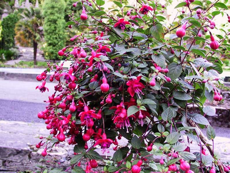Fuchsia Plant with Pink Flowers
