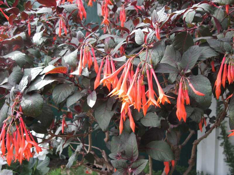 Fuchsia Plant with Red Flowers