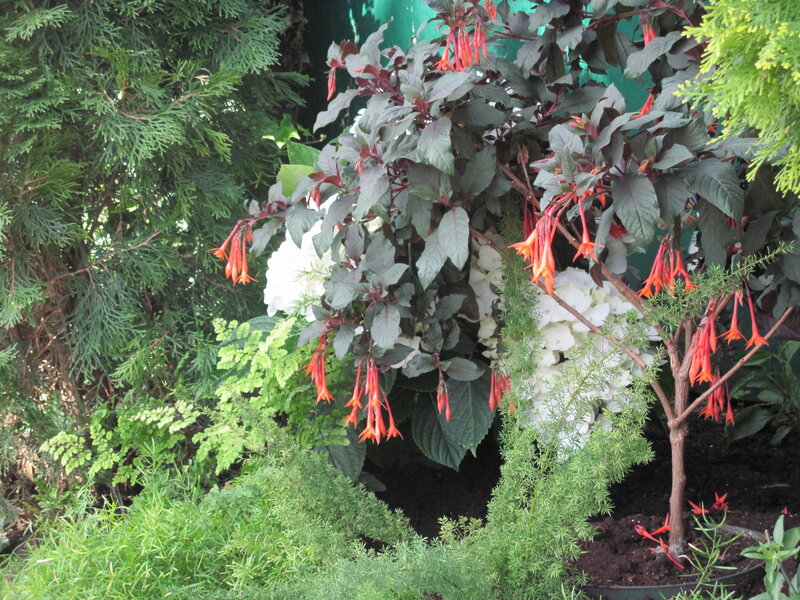 Fuchsia Plant with White Hydrangeas