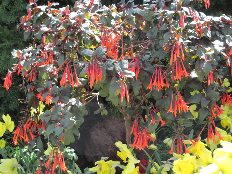 Fuchsia Plant with Yellow Flowers — Red