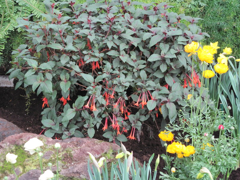 Fuchsia Plant with Yellow Flowers