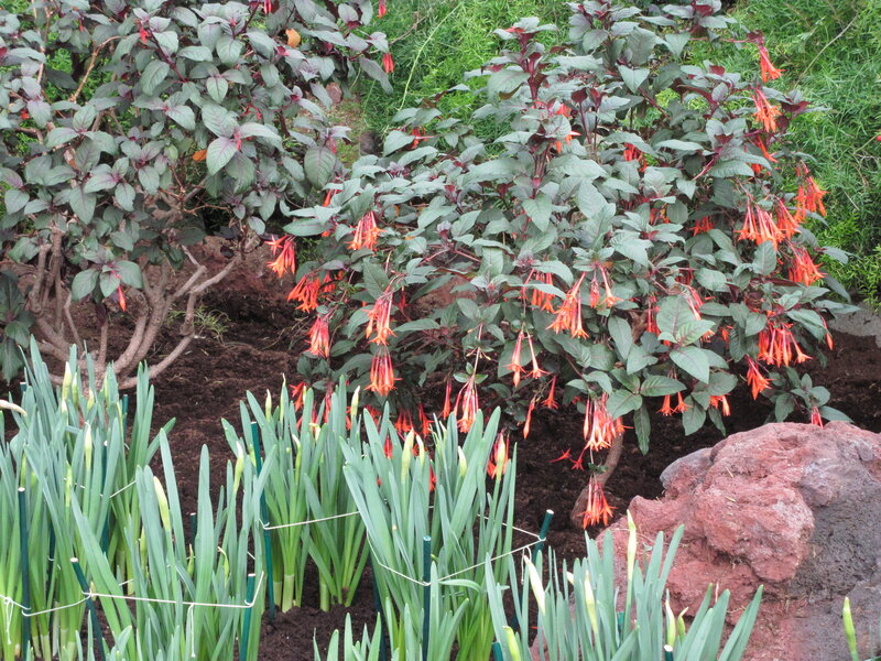 Fuchsia Plants in Garden — Green