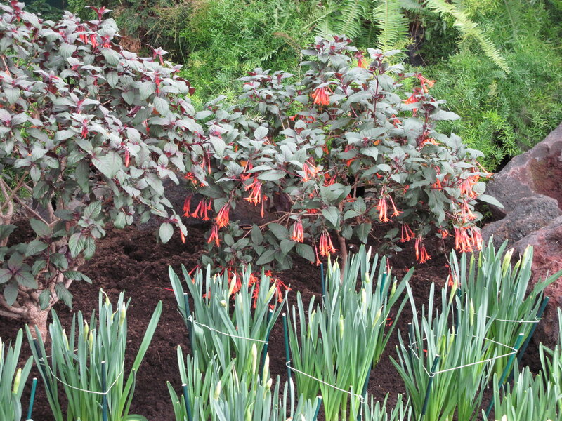 Fuchsia Plants in Garden