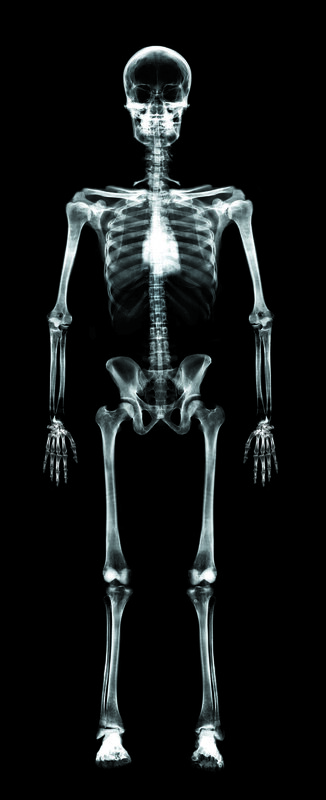 full human skeleton x-ray