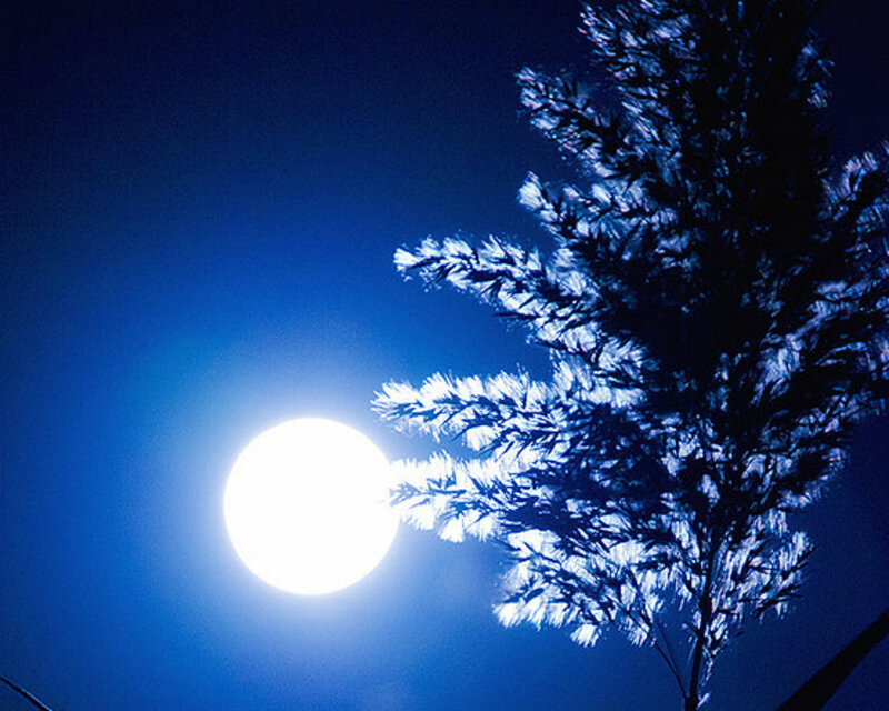 Full Moon and Tree