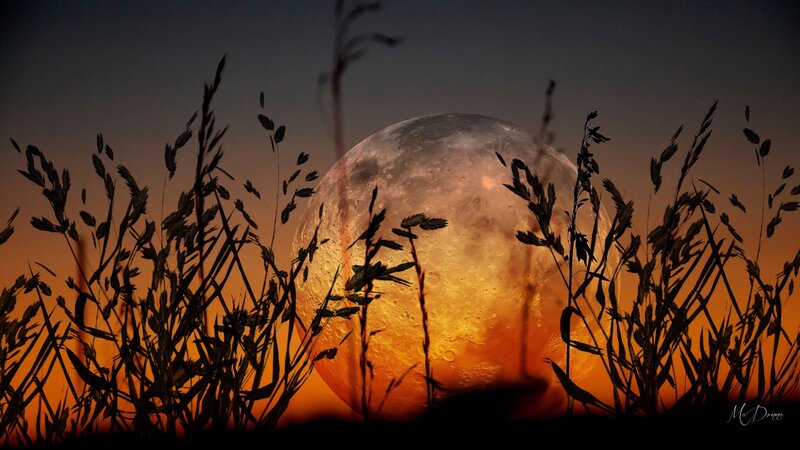Full Moon Behind Grass