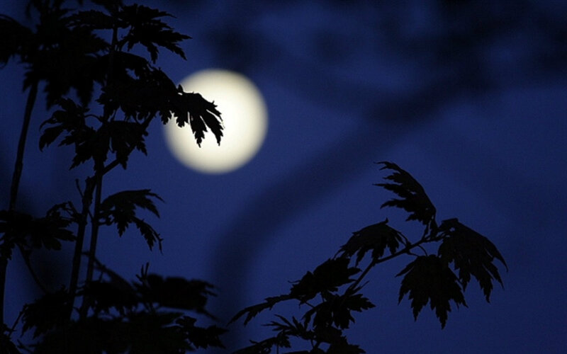 Full Moon Behind Leaves